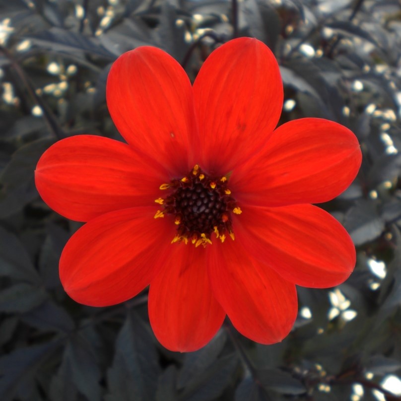 Dahlia Mystique