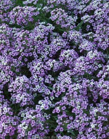 Аллисум приморский Easter Bonnet Lavender