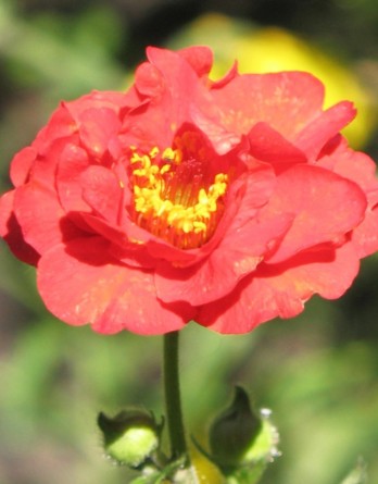 Гравилат Файербол2