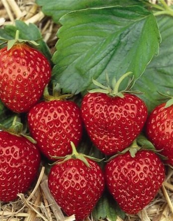 Мара де буа