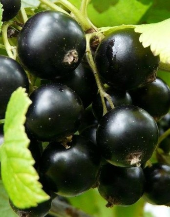 Петербурженка