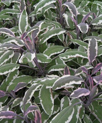 Шалфей Триколор