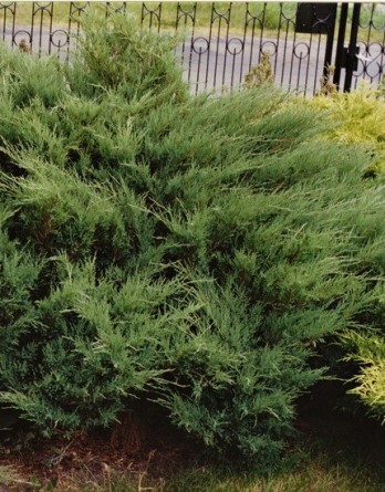 Juniperus sabina Mas