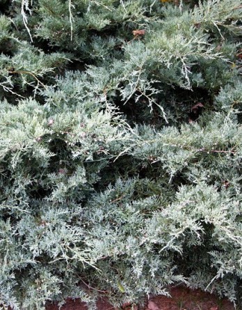 Juniperus virginiana Grey Owl