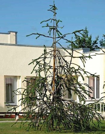 Picea abies Virgata