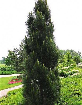 Pinus nigra Piramidalis