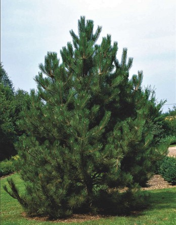 Pinus nigra var. austriaca