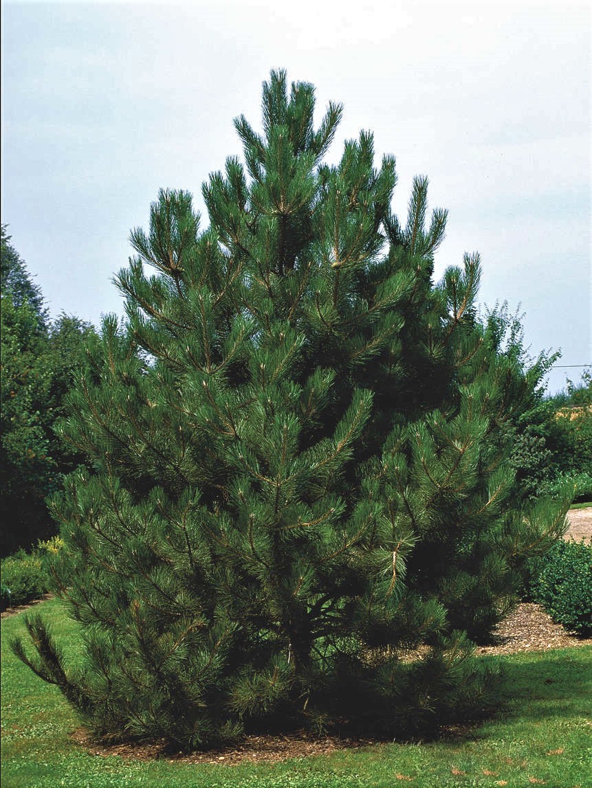 Сосна Pinus nigra