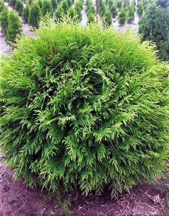 Thuja Little Champion