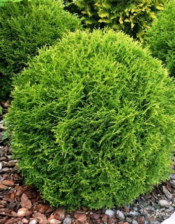 Thuja occidentalis Little Gem