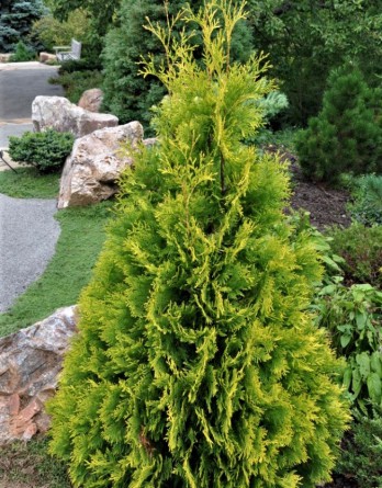 Thuja occidentalis Yellow Ribbon