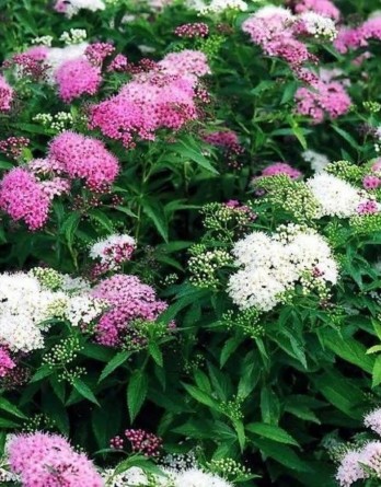 Генпей (Широбана)