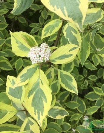 белый Шпета