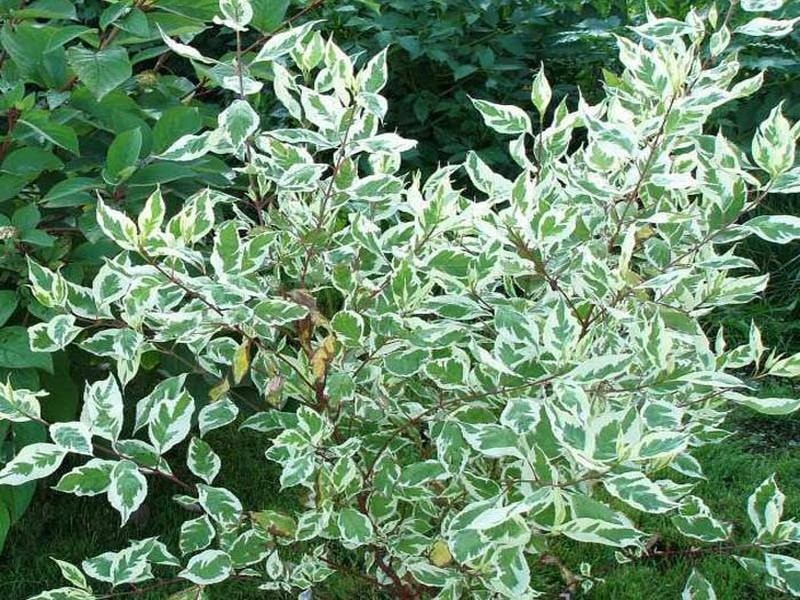 Дерен белый Элегантиссима (Cornus alba Elegantissima) - Питомник ...