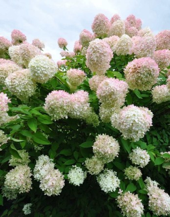 метельчатая Грандифлора