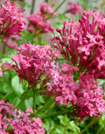 Валериана красная RosenRot