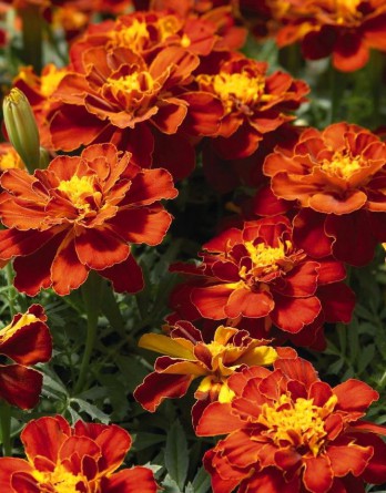 Бархатцы откл Durango Red