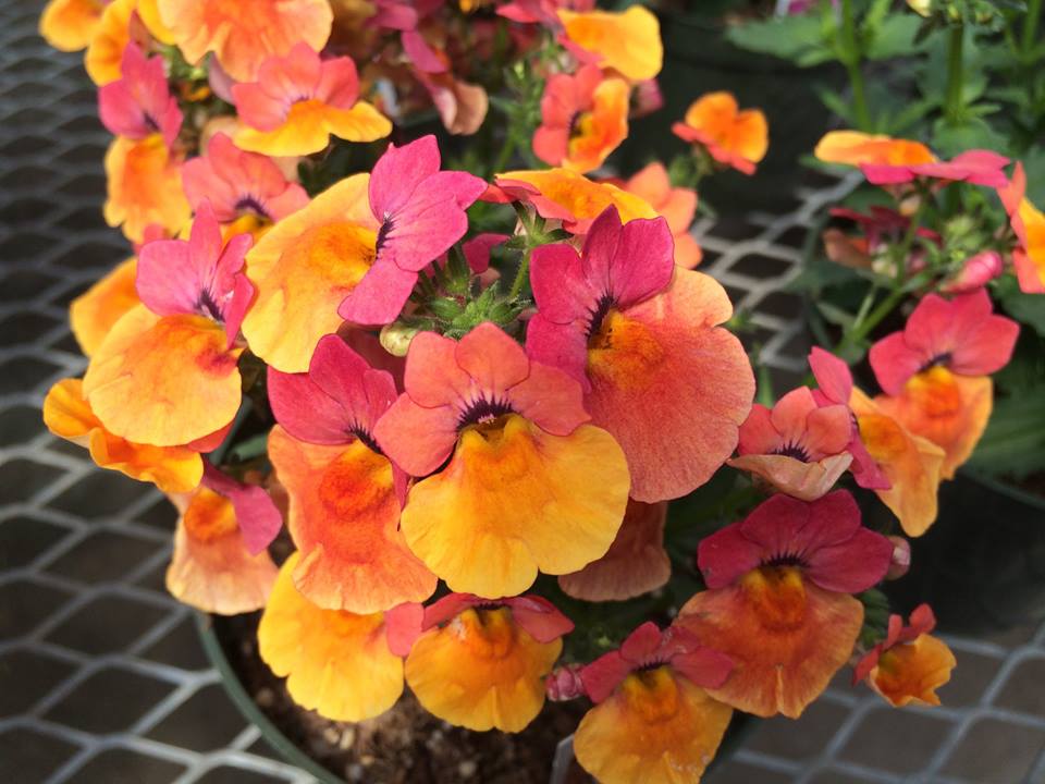 Немезия Angelart Peach(Nemesia hybrid) Питомник растений "ВРЕМЕНА ГОДА"
