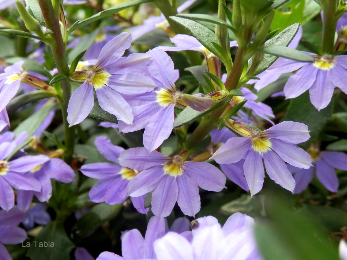 Сцевола Сурдива Дип Виолет Блю (Scaevola aemula) - Питомник растений ...