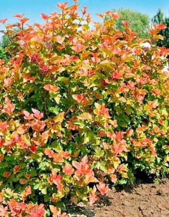 Амбер Джубиле