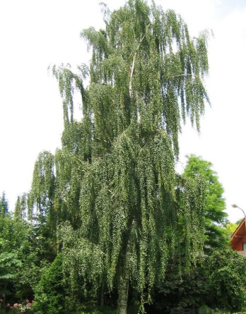 Береза повислая Тристис