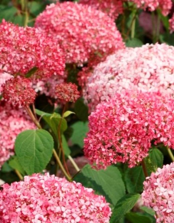 Гортензия древовидная Руби Аннабель