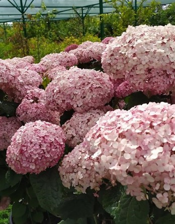 Гортензия древовидная Свит Аннабель