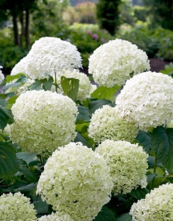 Гортензия древовидная Стронг Аннабель.