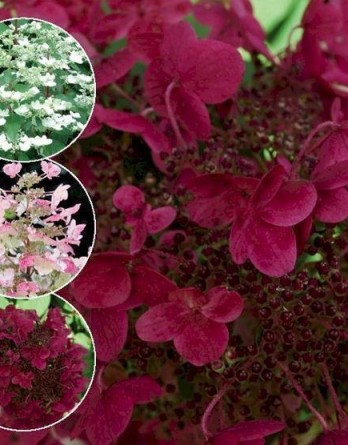 Гортензия метельчатая Вимс Ред