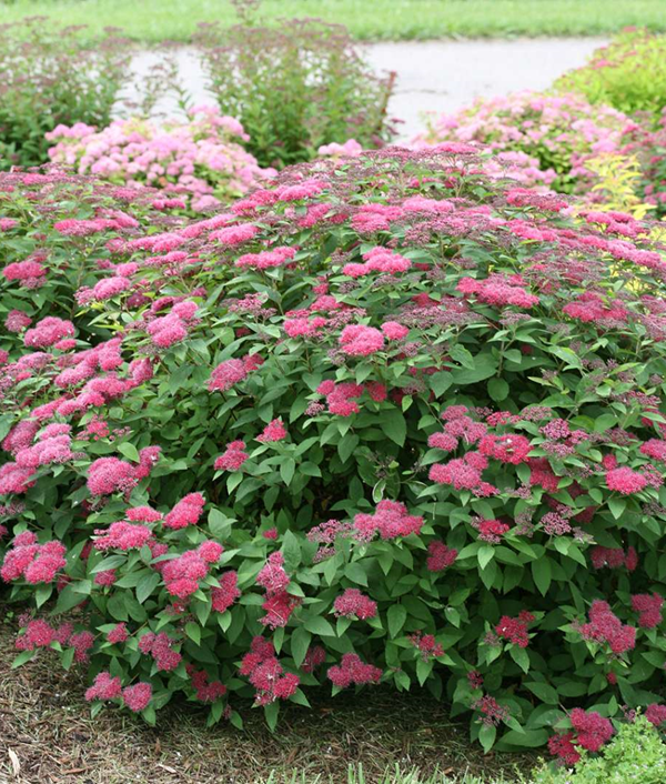 Спирея японская «Дабл Плей Ред» Spiraea japonica Double Play Red ...
