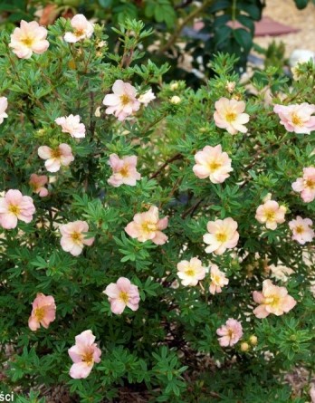 Дабл Пунч Пастель