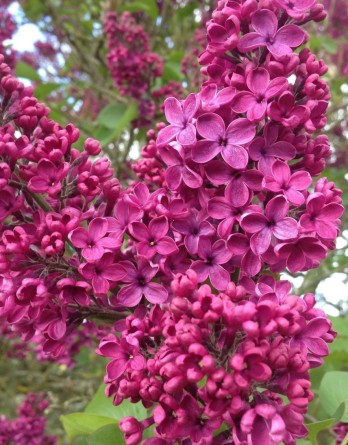 Знамя Ленина