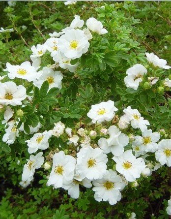 Маунт Эверест