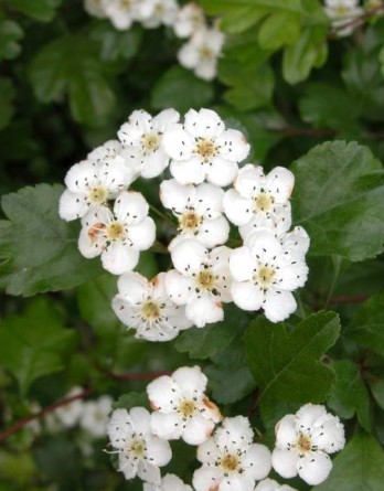 Обыкновенный