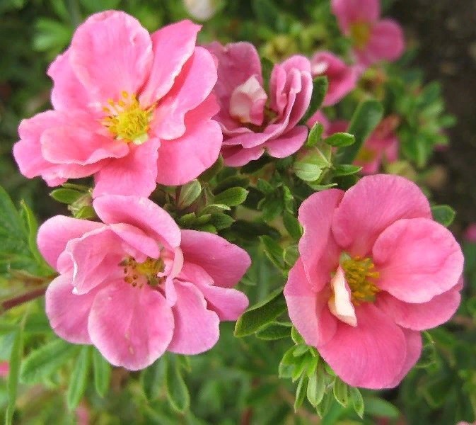 Лапчатка кустарниковая «Пинк Парадайз» Potentilla fruticosa «Pink ...