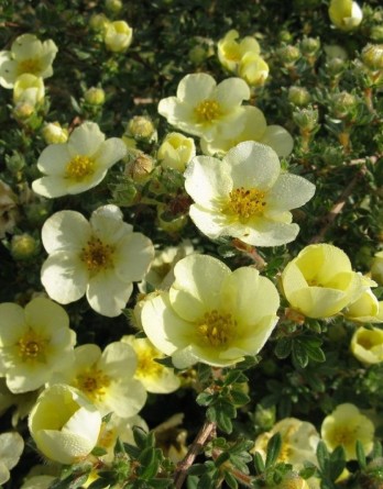 Примоуз Бьюти