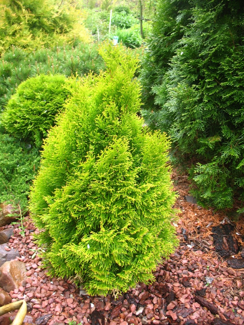 Туя западная «Санни Смарагд» Thuja occidentalis «Sunny Smaragd ...