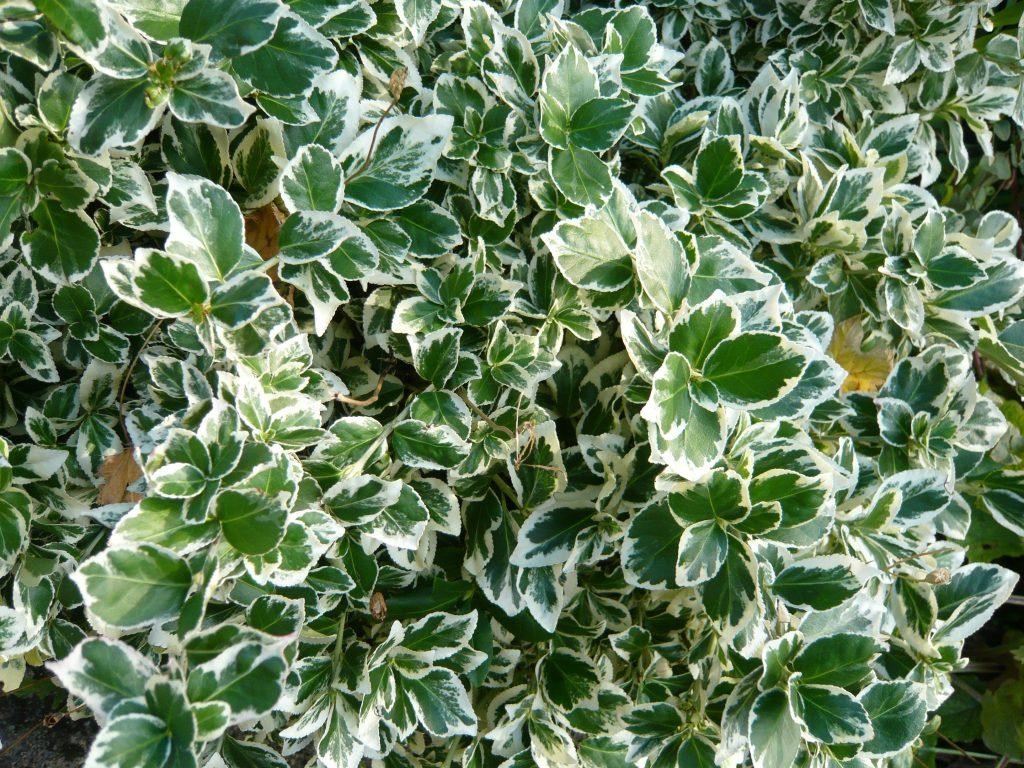 Бересклет Форчуна «Эмеральд Гаети» Euonymus fortunei «Emerald Gaiety ...