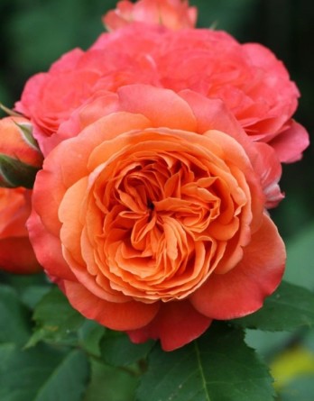 Эмильен Гийо