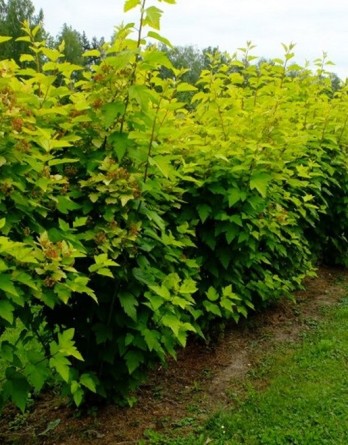 калинолистный