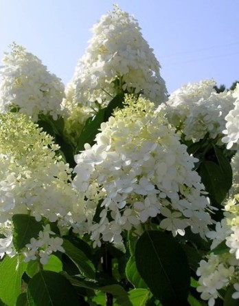 метельчатая Долли