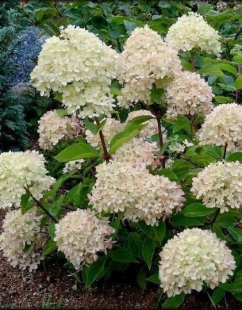 метельчатая Литтл Лайм