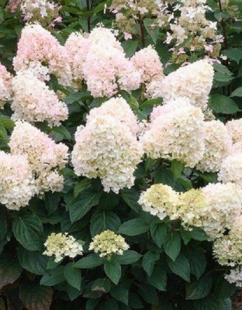 метельчатая Мэйджикал Свит Саммер