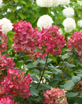 метельчатая Мэйджикал Файр