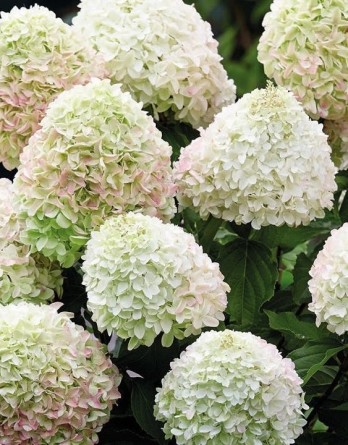 метельчатая Саммер Сноу