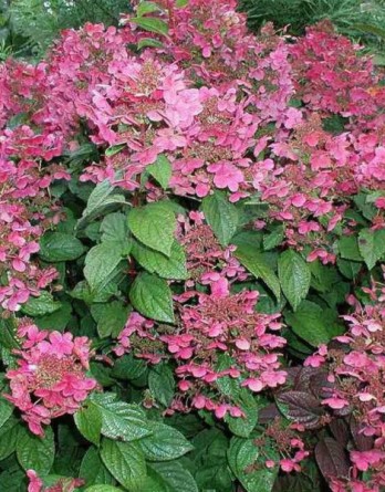 метельчатая Эрли Сенсейшен