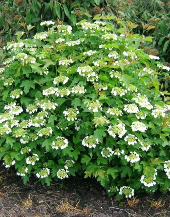 обыкновенная Компактум