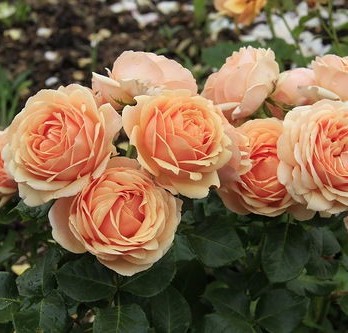 Женевьев Орси