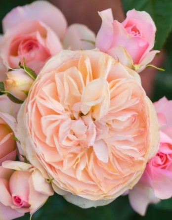 Сурир де Хавр