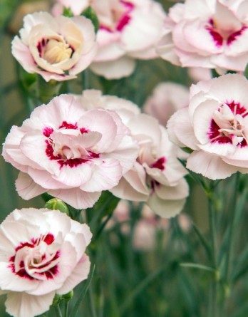 Гвоздика Ангел оф Вирту